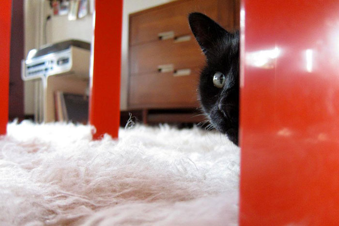 Sunday Cat Picture: 10/14/2012