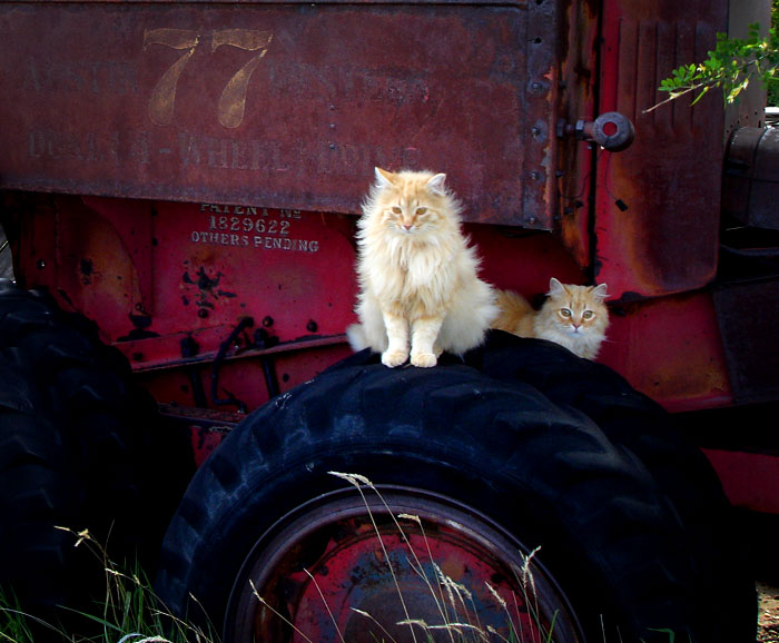 Sunday Cat Picture: 10/28/2012