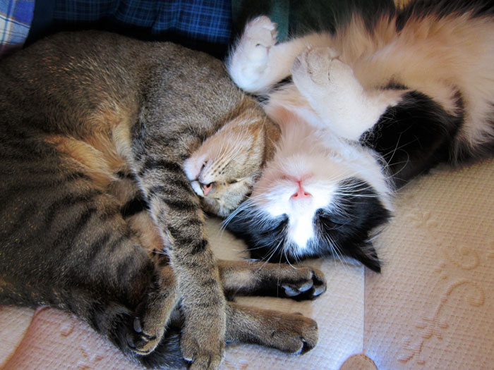 Sunday Cat Picture: 11/4/2012