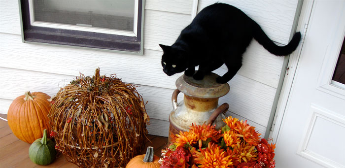 Sunday Cat Picture: 11/18/2012