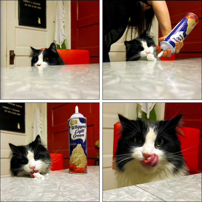 Caturday Cat Picture: 12/8/2012